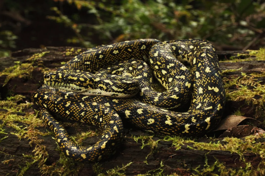 Do Diamond Pythons keep brown snakes away?, Brown Snake Presence