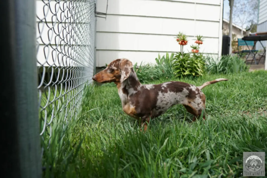 Do doxiepoos bark a lot?, Breed Mix