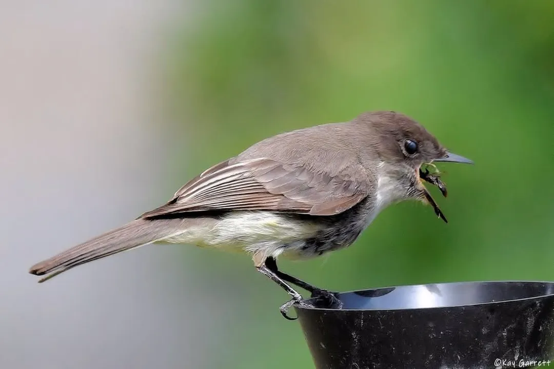 To which bird family does the Eastern Phoebe belong?