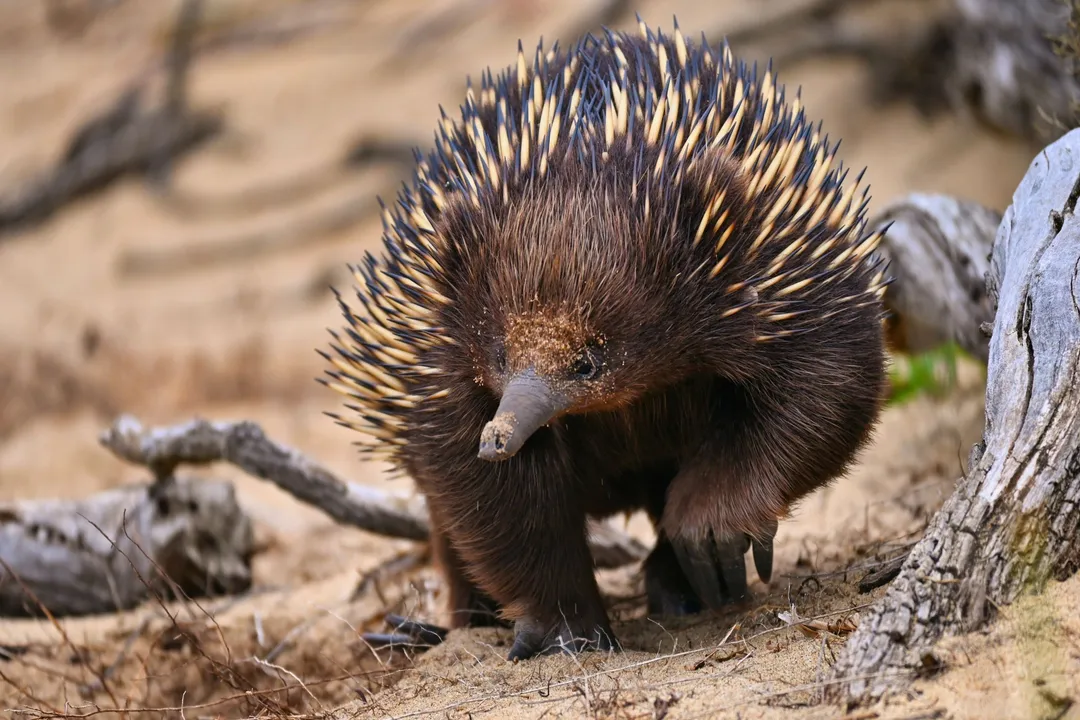 Do echidnas live in the US?, Establishing Wild Populations