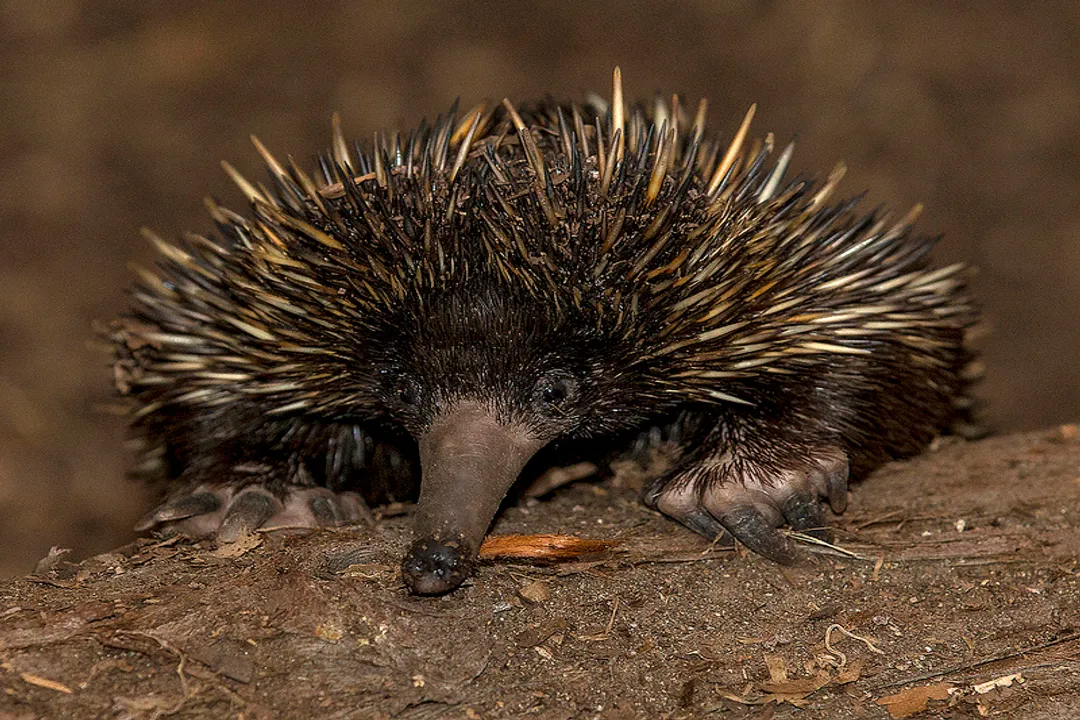 Do echidnas live in the US?, Natural Habitat