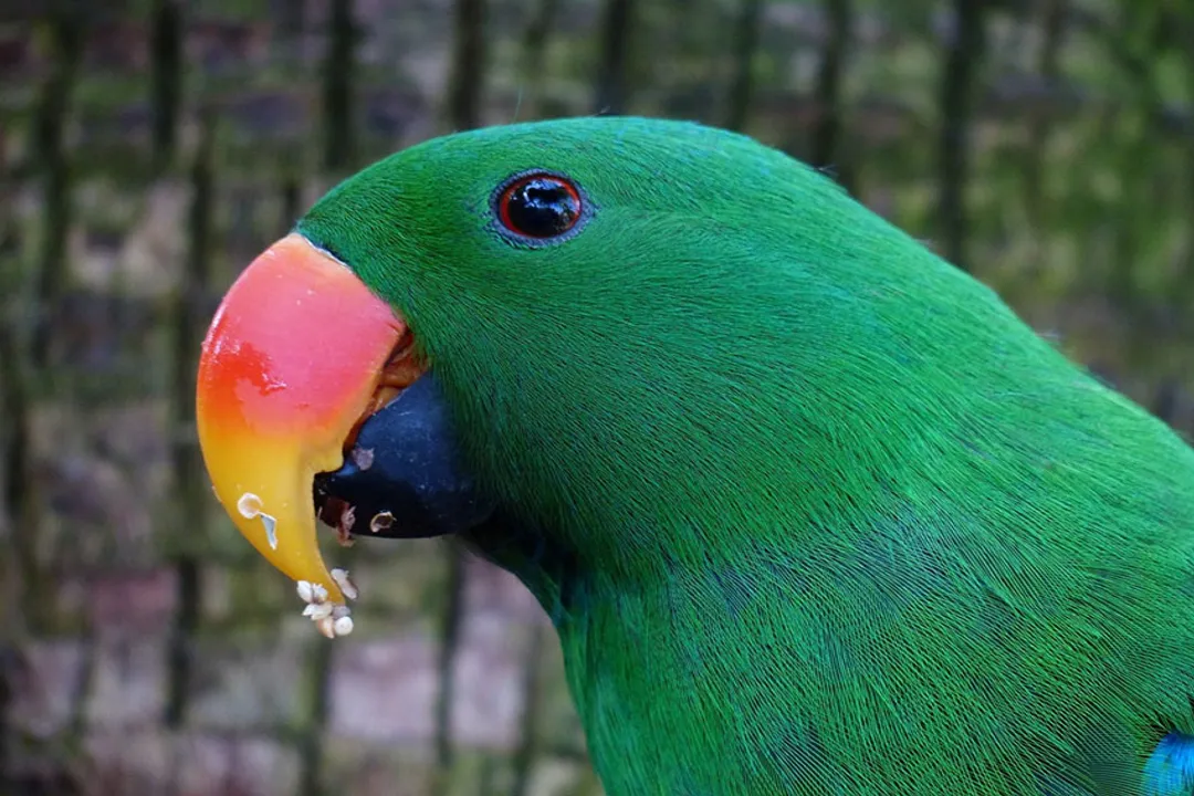 Do Eclectus parrots eat seeds?, Dietary Niche