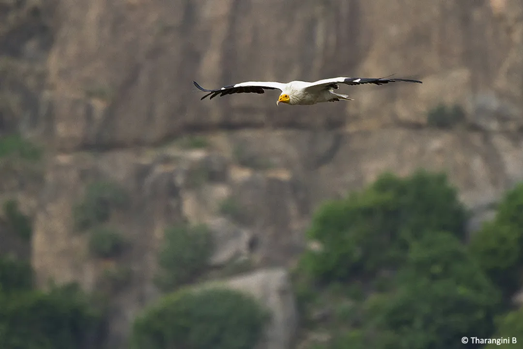 Do Egyptian vultures mate for life?, Plumage Development