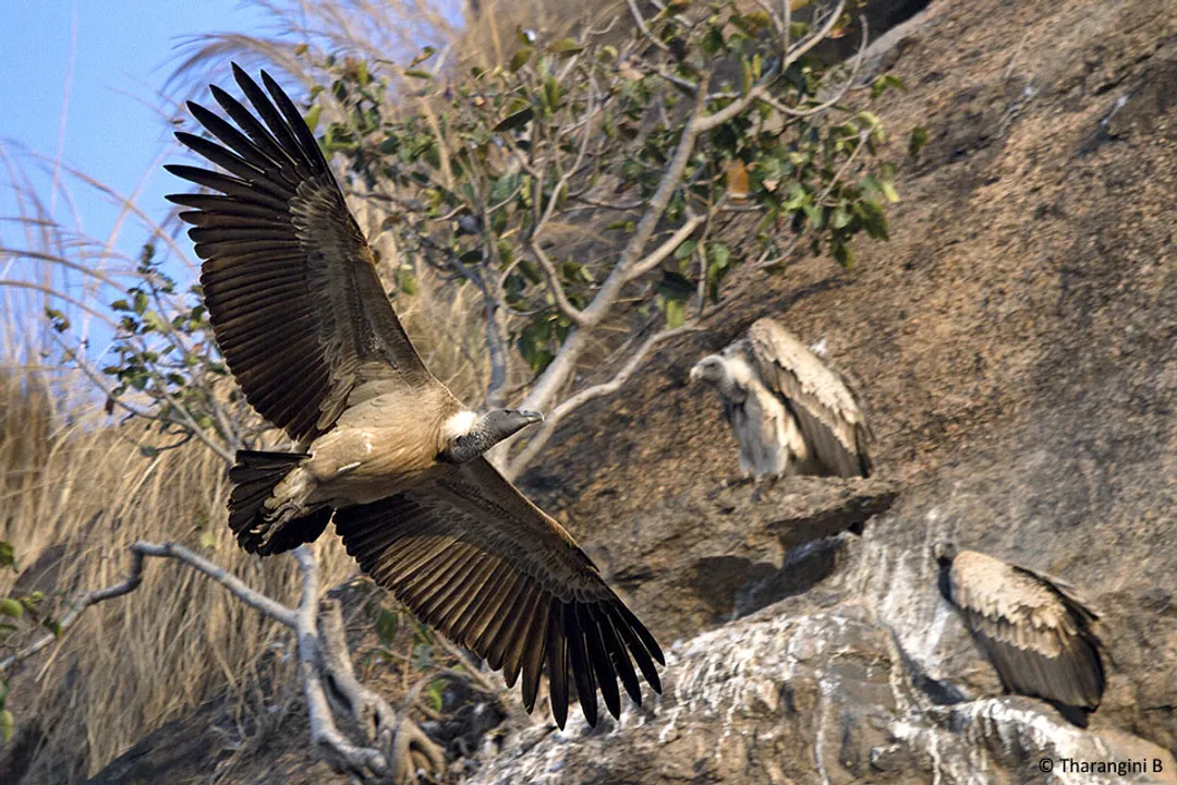 Do Egyptian vultures mate for life?, Raising Young