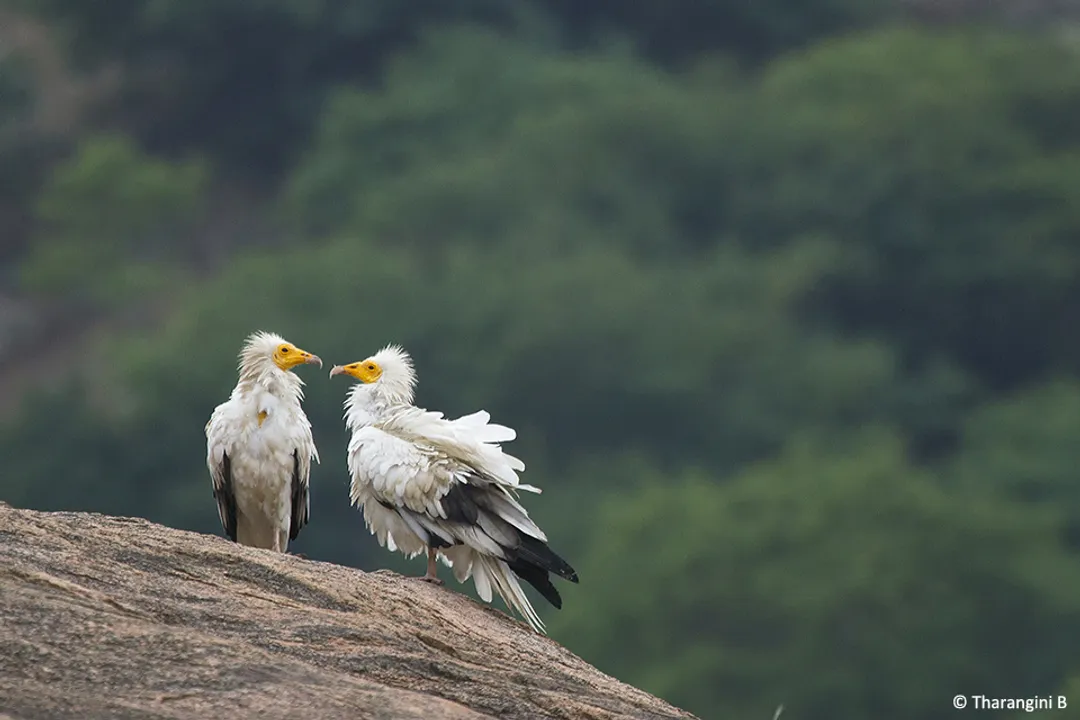 Do Egyptian vultures mate for life?, Pair Bonding