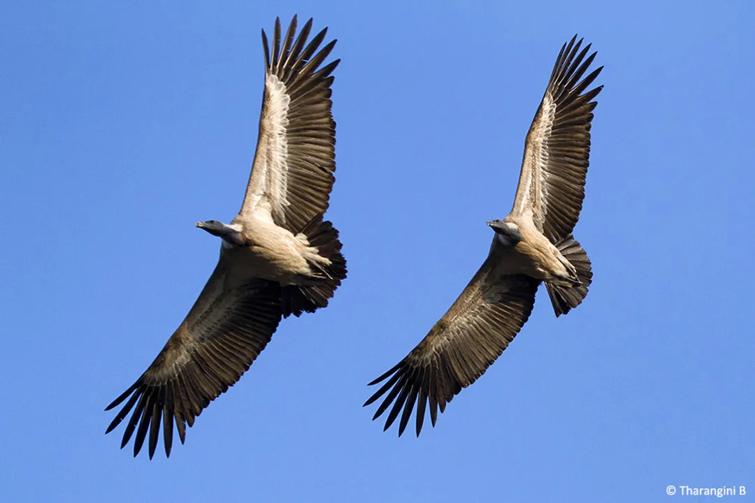 Do Egyptian vultures mate for life?, Dietary Range