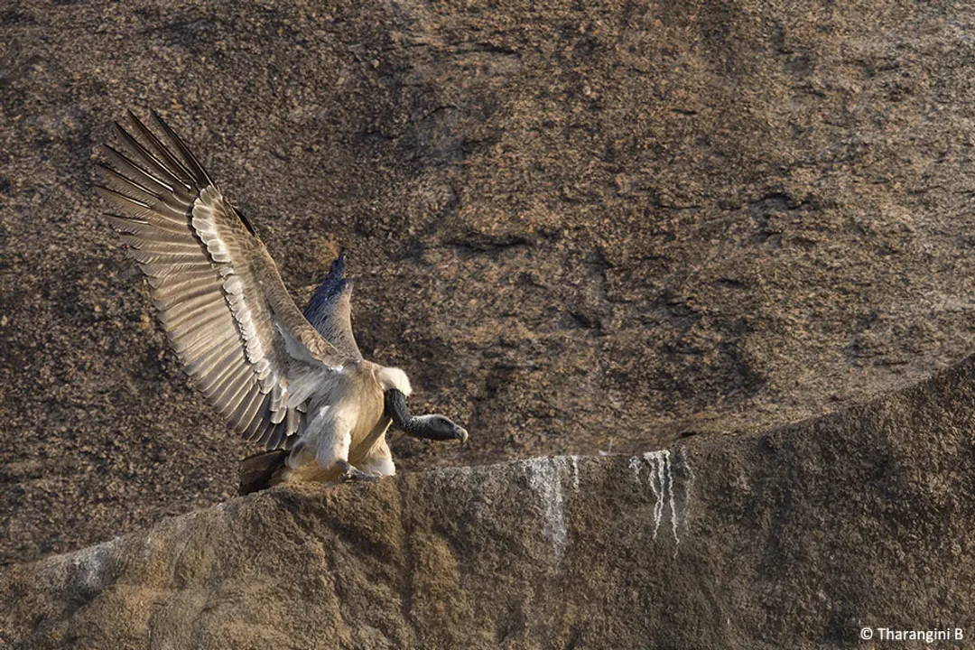 What is the typical clutch size observed in Egyptian vulture nests?