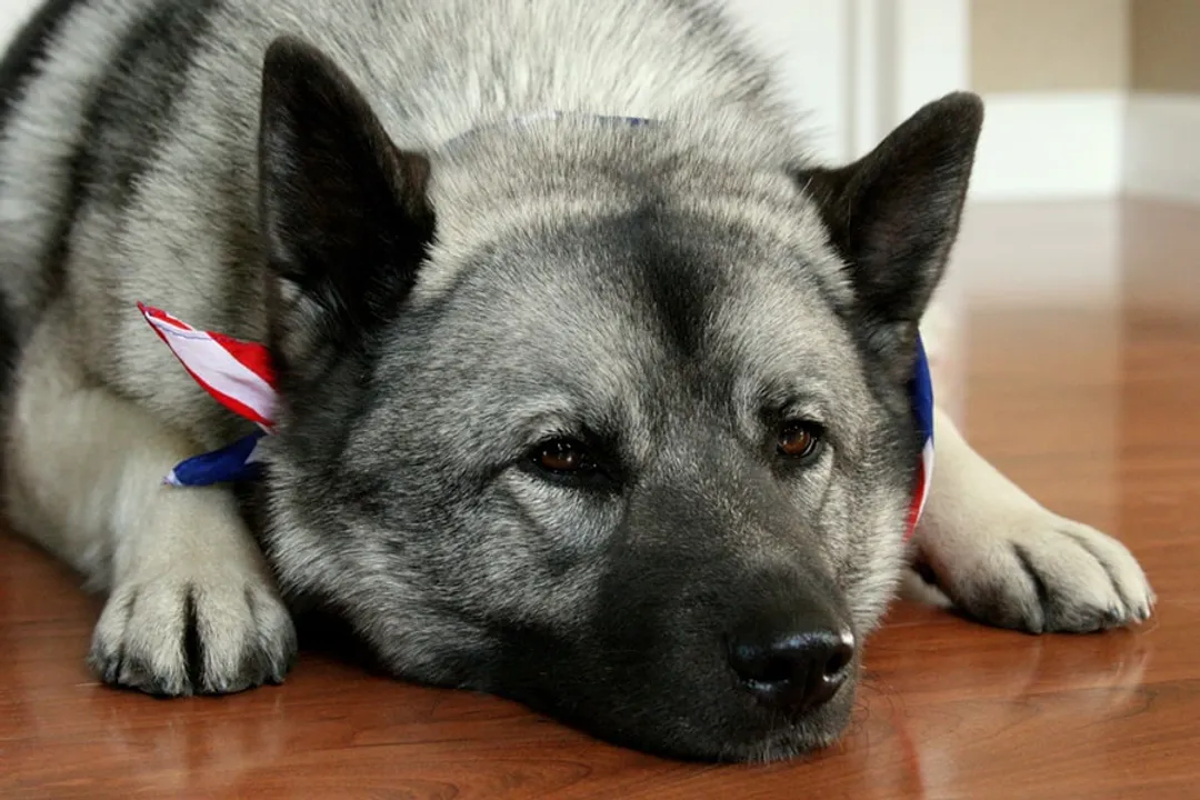 Do Elkhounds like to cuddle?, Close Proximity
