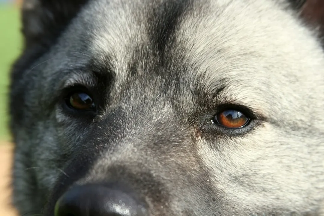 Do Elkhounds like to cuddle?, Loyal Nature