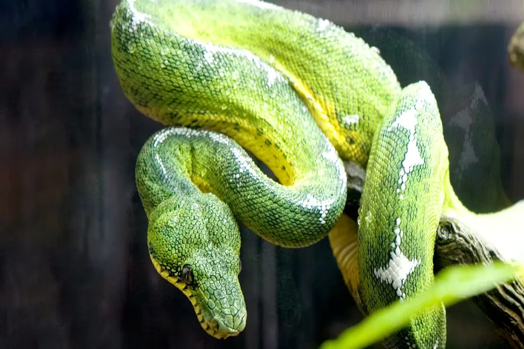 Do emerald tree boas change color?, Color Line Variations
