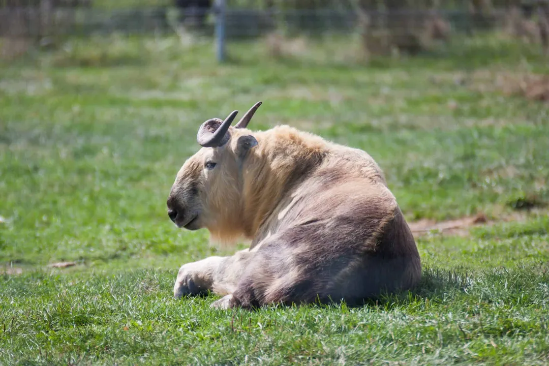 How does the horn curvature typically begin on the takin's head?