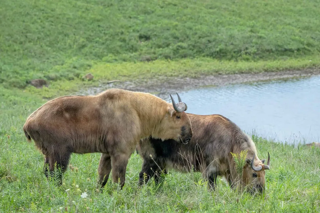 Do female takin have horns?, Physical Contrast
