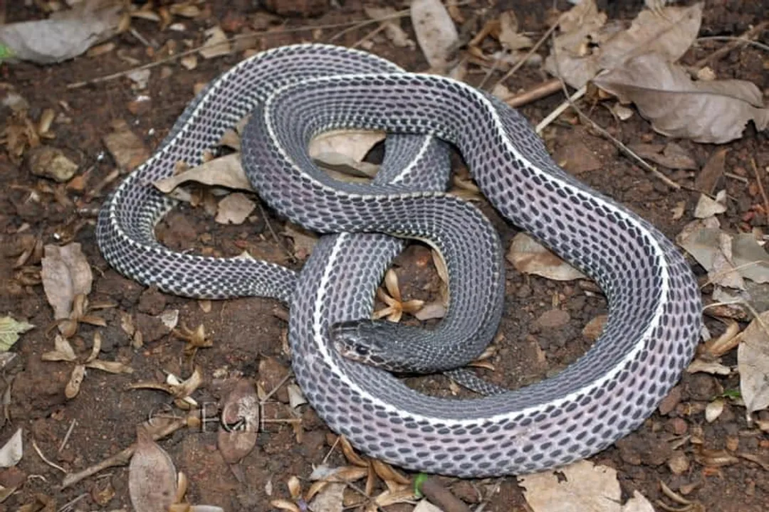 Do file snakes make good pets?, Housing Needs