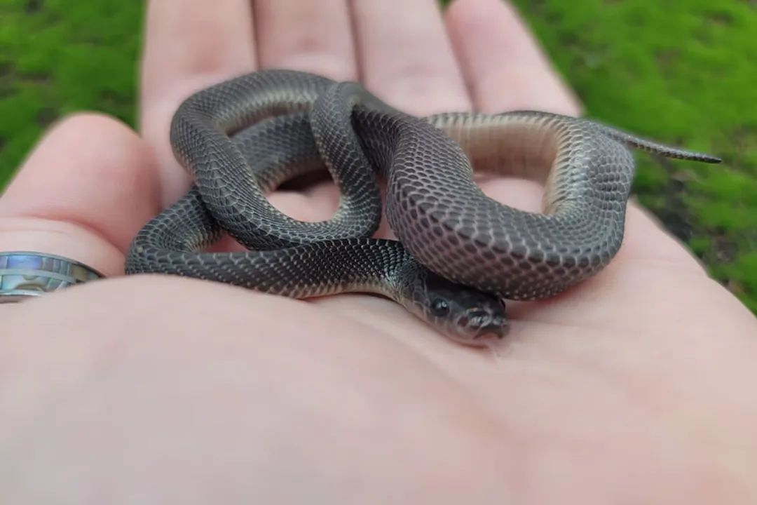 Do file snakes make good pets?, Origin Water