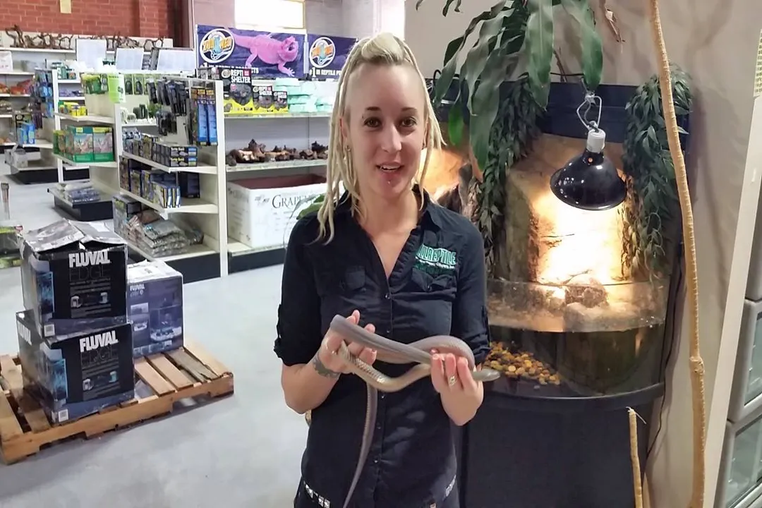 Do file snakes make good pets?, Temperament Handling