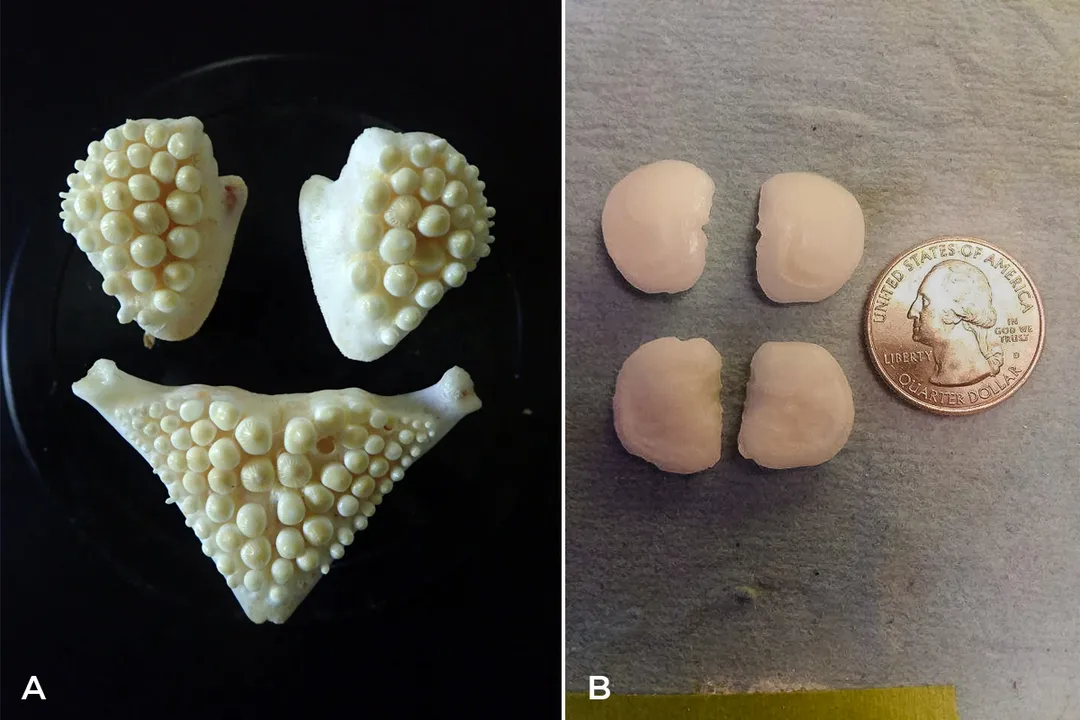 Do freshwater drum have teeth?