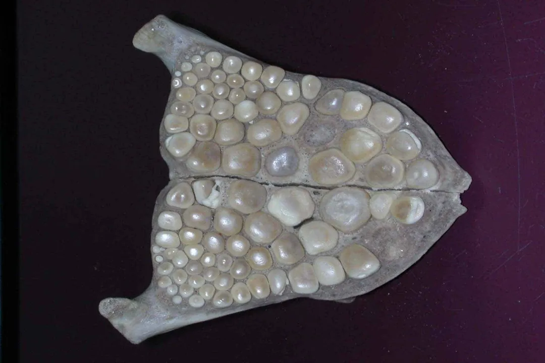 Do freshwater drum have teeth?, Jaw Structure