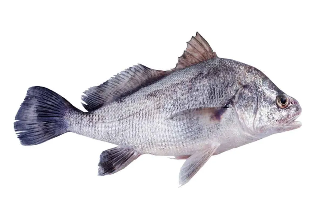 Do freshwater drum have teeth?, Naming History