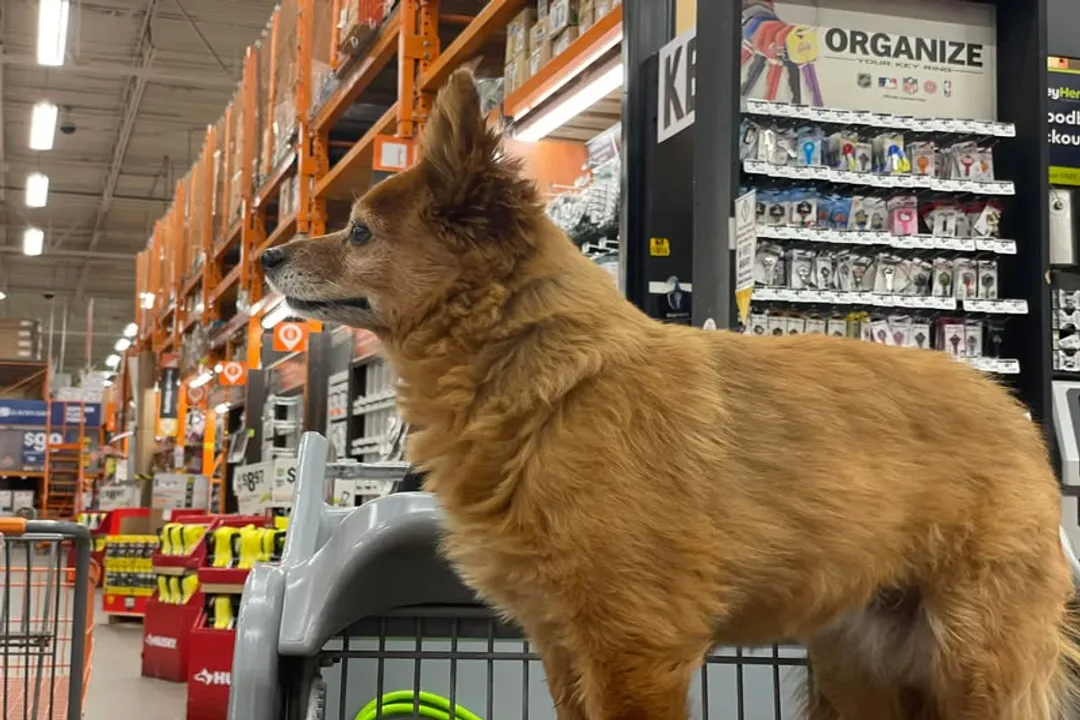 Do German Spitz get cold?, Pomeranian Chill