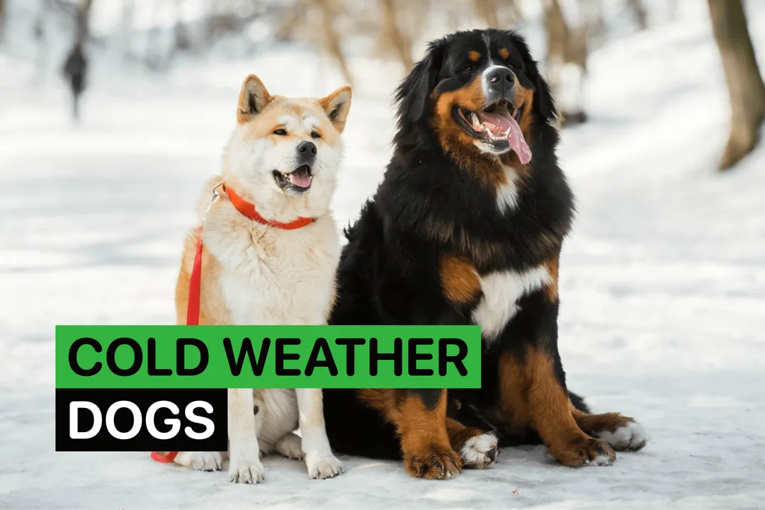 Do German Spitz get cold?, Northern Kinship