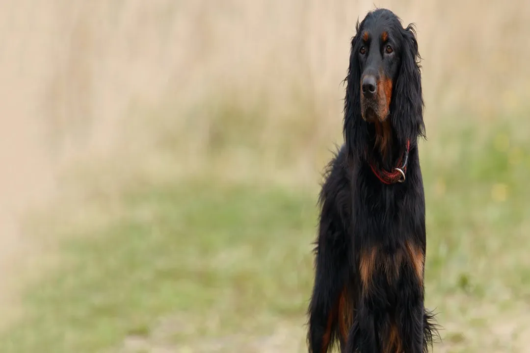 Do Gordon Setters have hair or fur?, Fur Definition