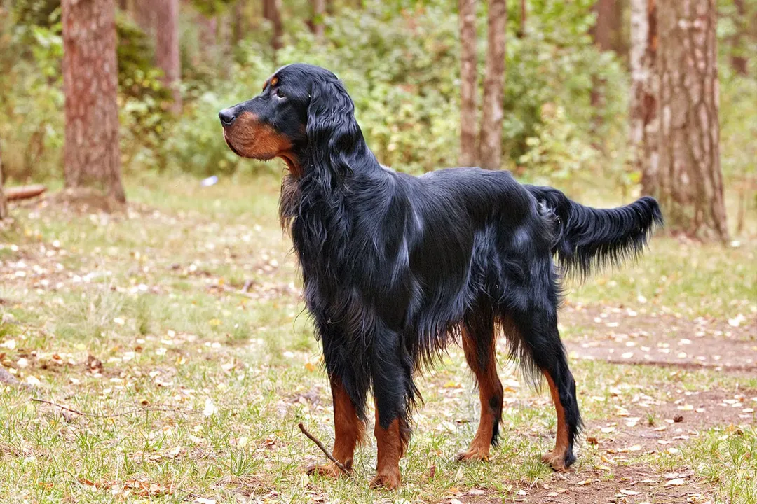 Do Gordon Setters have hair or fur?, Coat Texture And Look