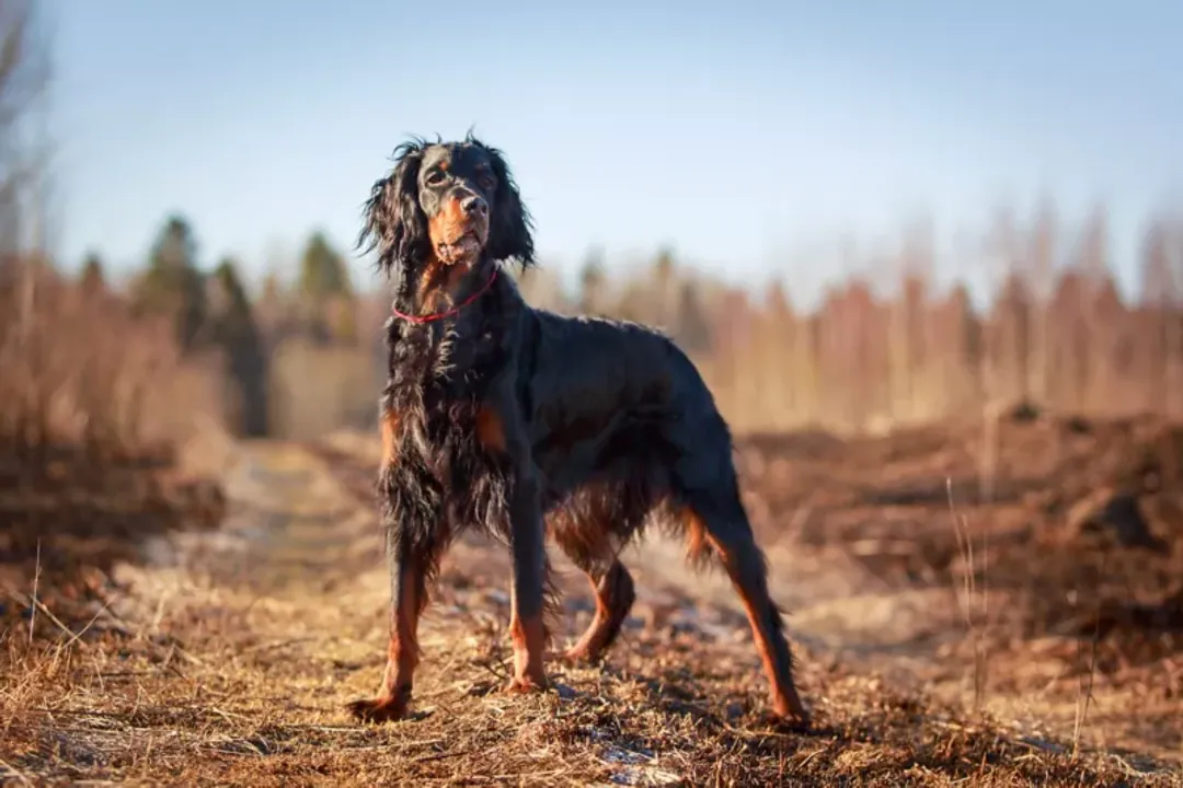 Do Gordon Setters have hair or fur?, Feathering Purpose