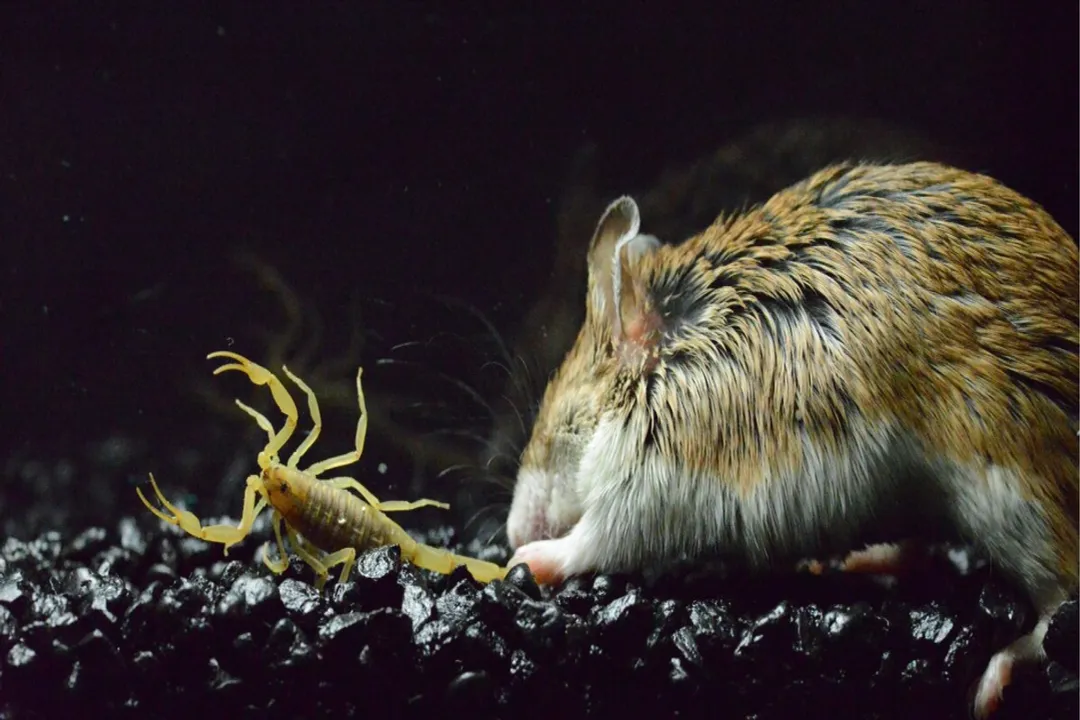 Do grasshopper mice eat snakes?, Adaptations to Danger