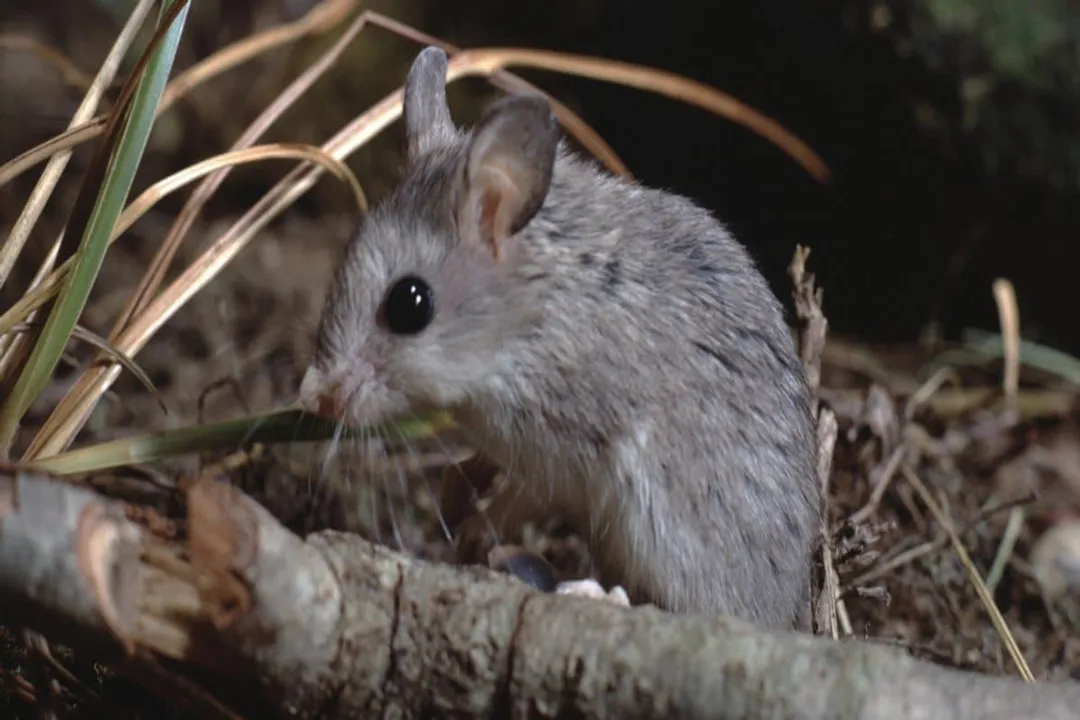 Do grasshopper mice eat snakes?, Carnivorous Nature