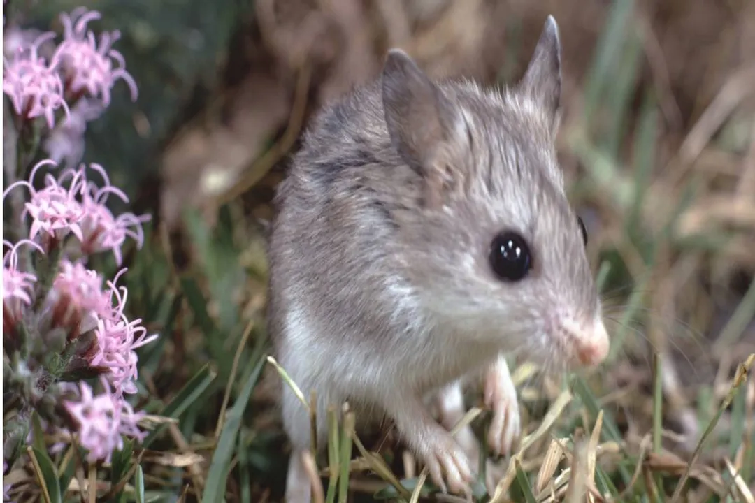 Do grasshopper mice eat snakes?, Nocturnal Life and Unique Vocalizations