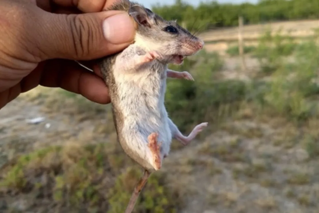 Do grasshopper mice eat tarantulas?, Carnivorous Rodents
