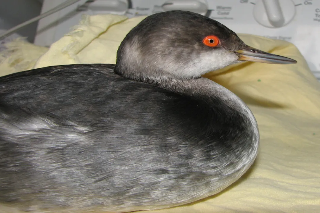Do grebes need water to fly?, Aerial Reality