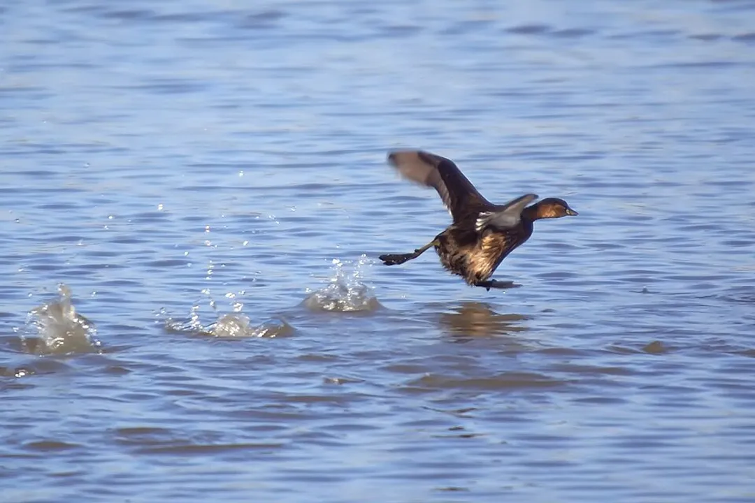 Do grebes need water to fly?