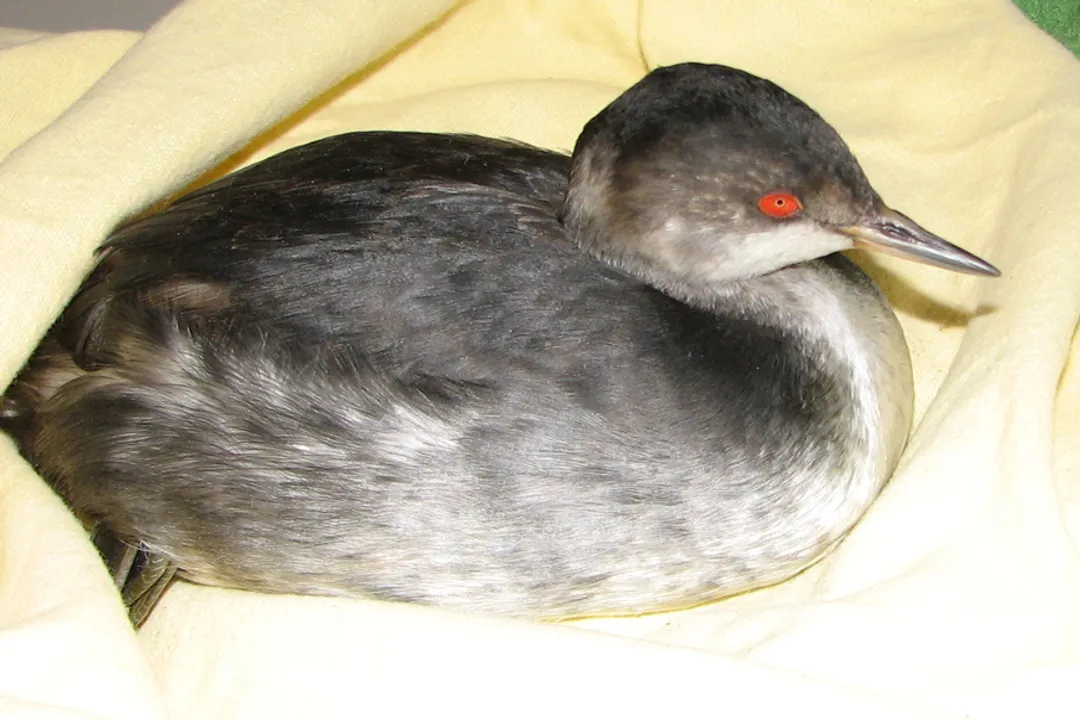 Do grebes need water to fly?, Launching Requirement