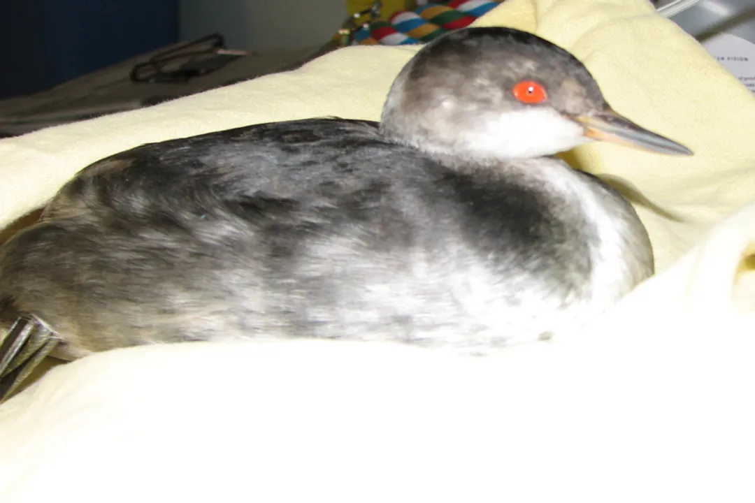 Do grebes need water to fly?, Foot Design