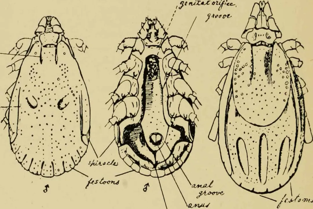 Do groundhog ticks bite humans?, Biting Behavior