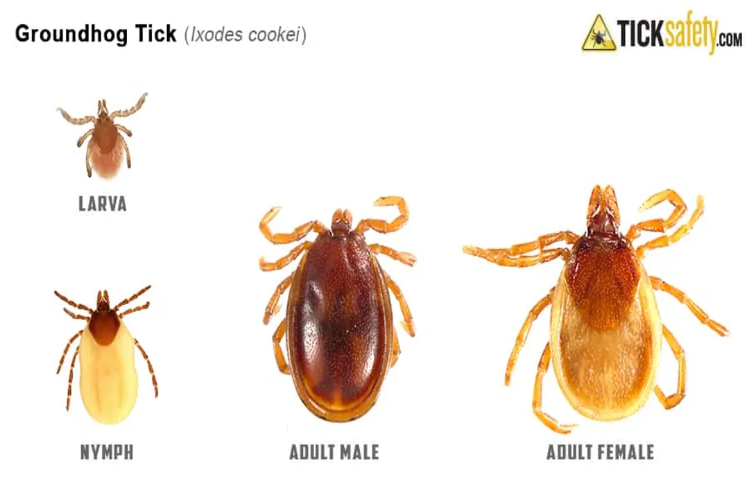 Do groundhog ticks bite humans?, Tick Identification