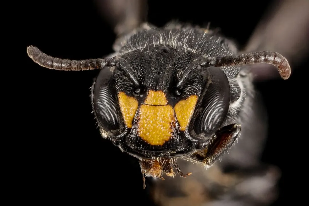 Do Hawaiian yellow-faced bees sting?
