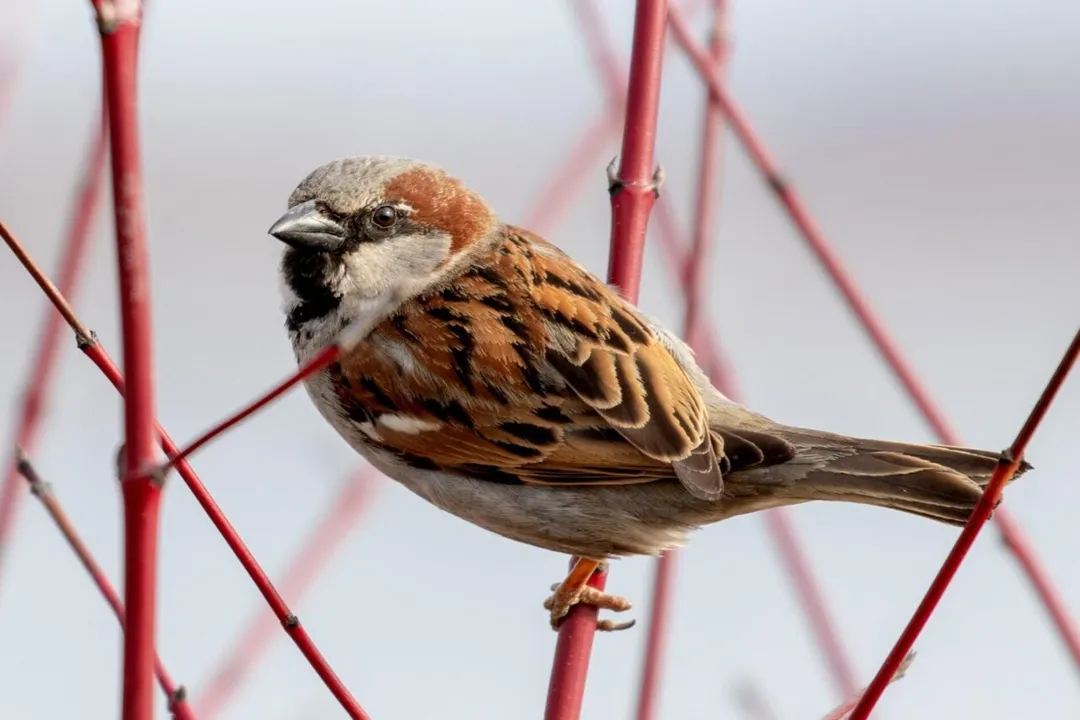 Do house sparrows feed on the ground?, Seed Preference