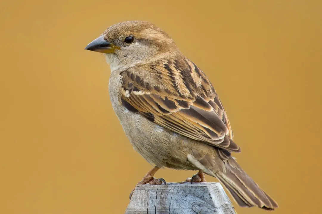 Do house sparrows feed on the ground?, Urban Ecology