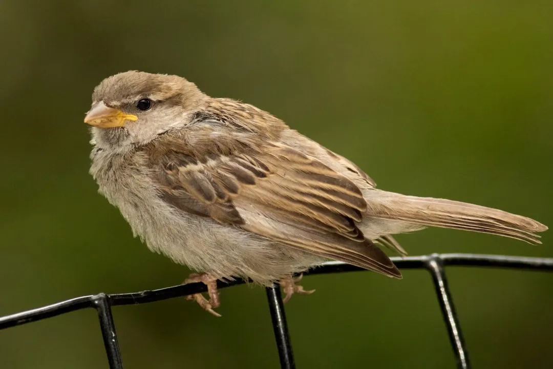 Do house sparrows feed on the ground?, Foraging Sites