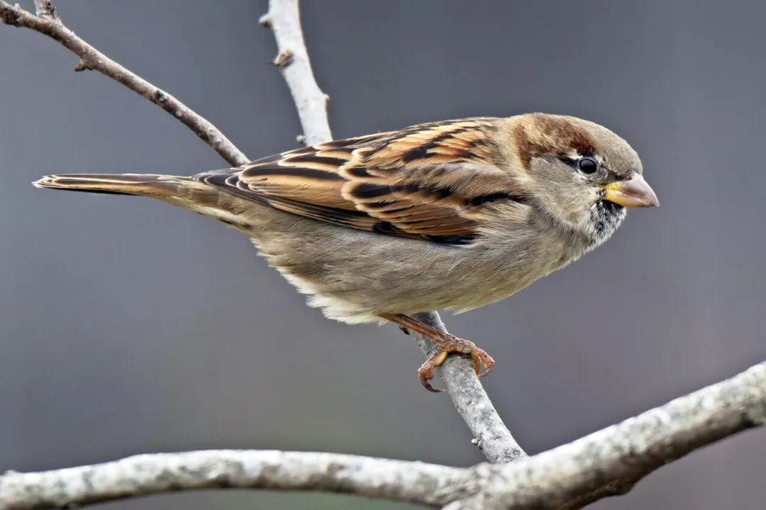 Do house sparrows feed on the ground?, Feeding Strategies
