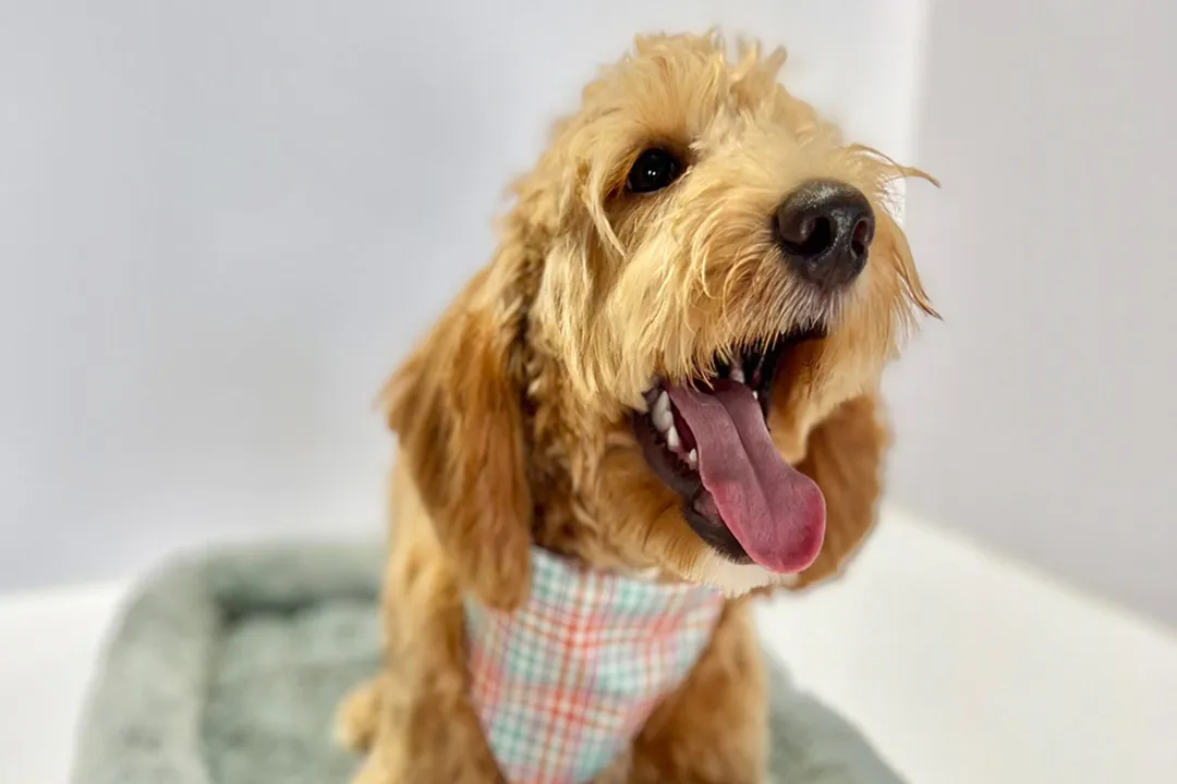 Do huskydoodles bark a lot?, Energy and Vocalization