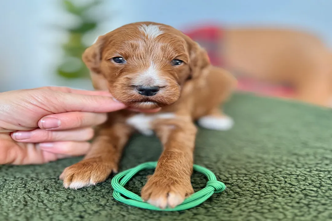 Do huskydoodles bark a lot?, Husky Poodle Influence
