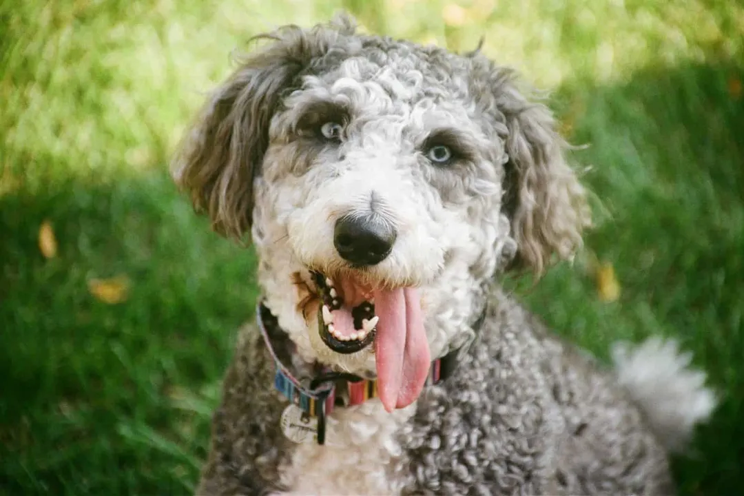 Do huskydoodles bark a lot?