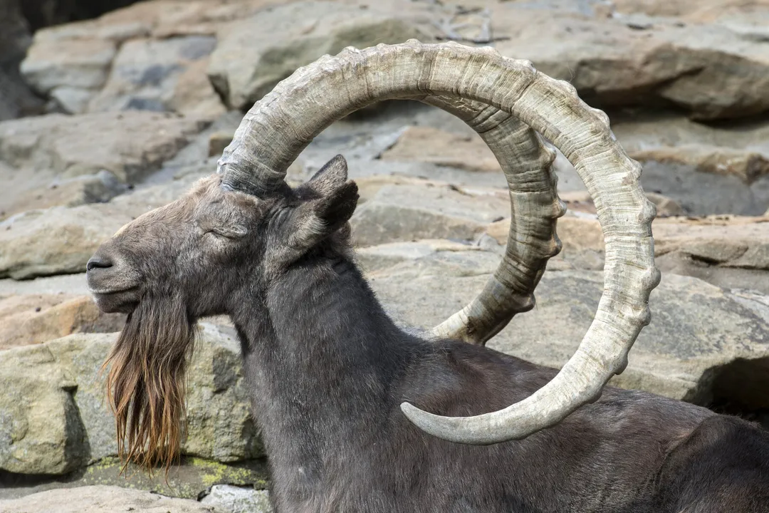 Do ibex have fur or hair?