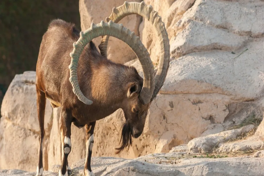Do ibex have fur or hair?, Male Ornamentation Context