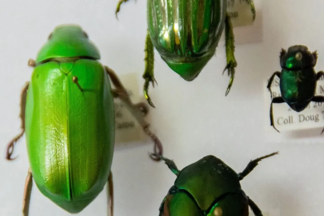 Do insects have bones?, Skeletal Absence