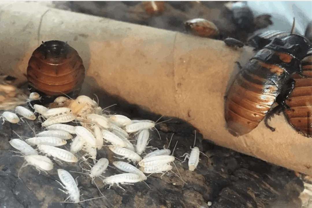 Do insects have bones?