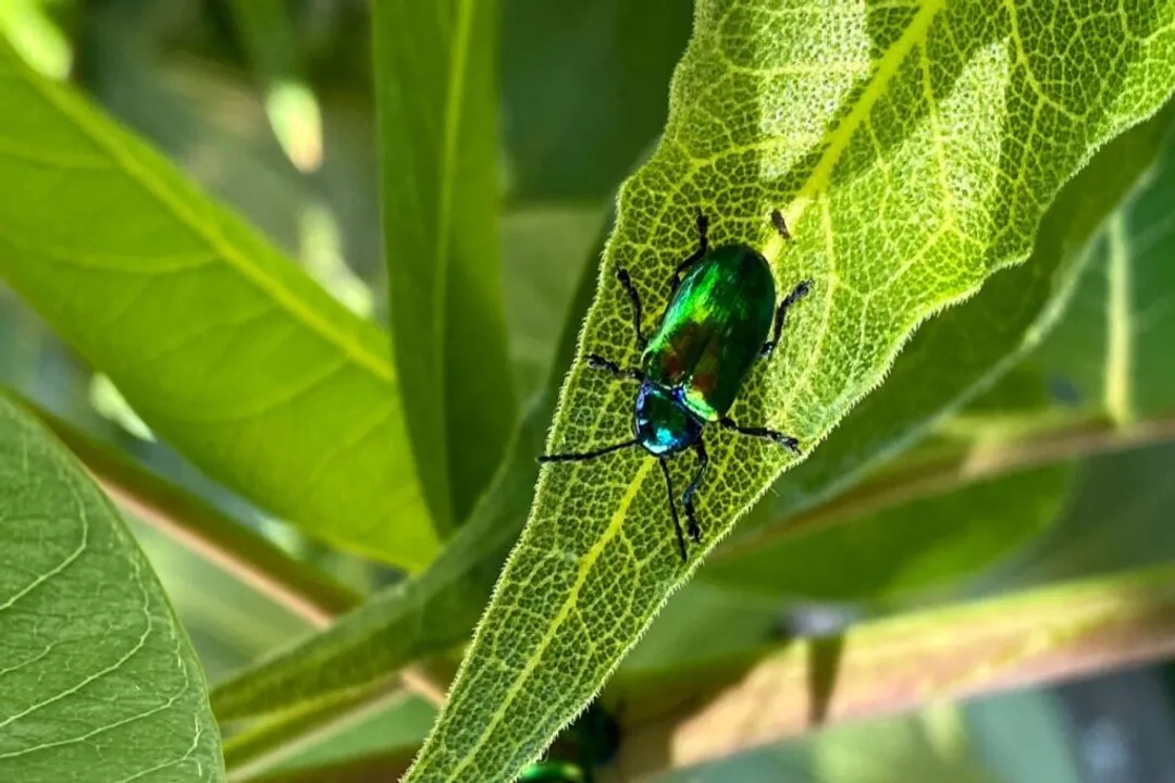 Do insects have bones?, External Support